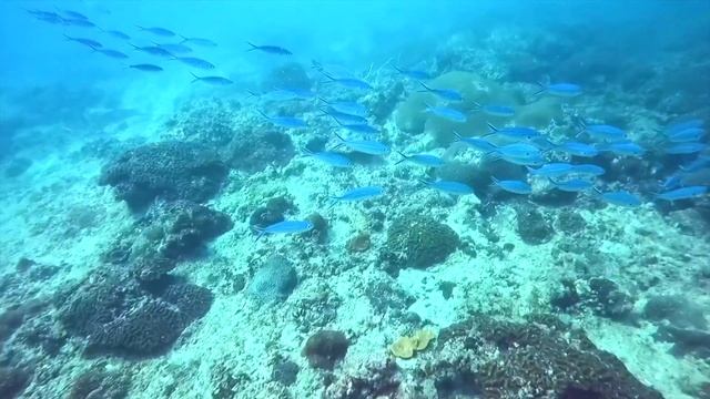 😱SHARK in Thailand!🇫🇷🇵🇭 Filipina diving with French on Koh Phi Phi! 😲 смотреть онлайн
