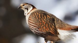 Горы. Голос птицы Кавказский улар (Tetraogallus caucasicus)