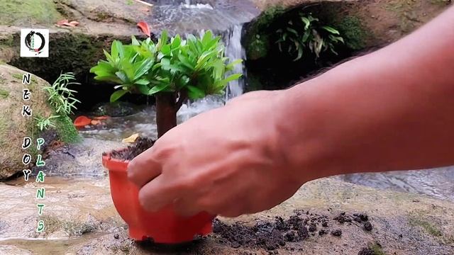 Repotting Mini Bonsai Red Ixora ||Asoka Merah #nekdoyplants #bonsaitree #bonsaidiary #bonsaiart