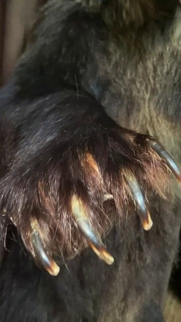 Кафе юрта в Хакасии. смотреть онлайн