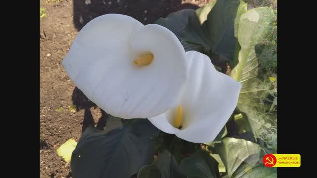 Как сохранились КАЛЛЫ в погребе. смотреть онлайн