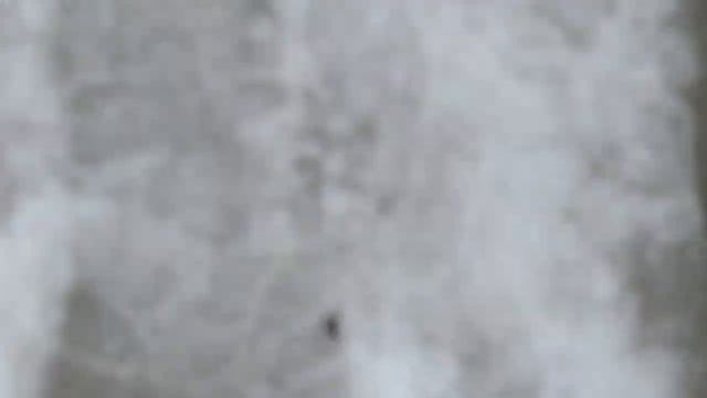 Спасение паучка.