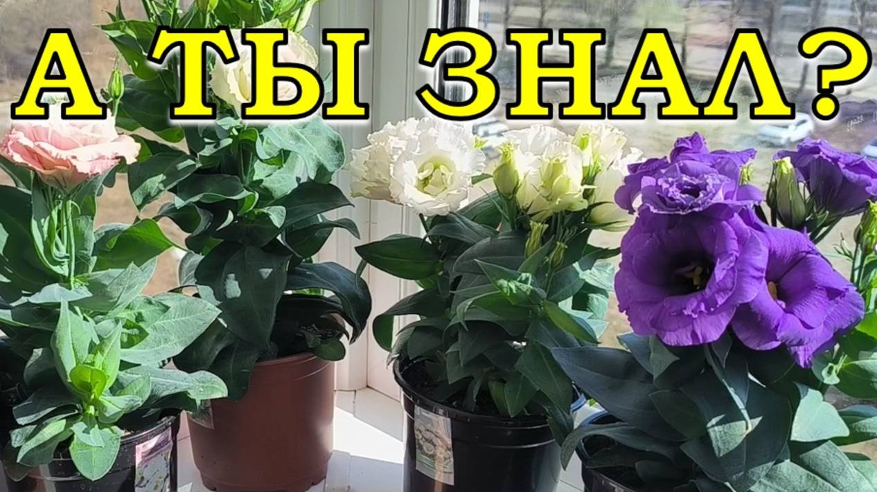 Красивые сорта ЭУСТОМЫ. Обзор низкорослых  видов, сравнение🔥🔥🔥