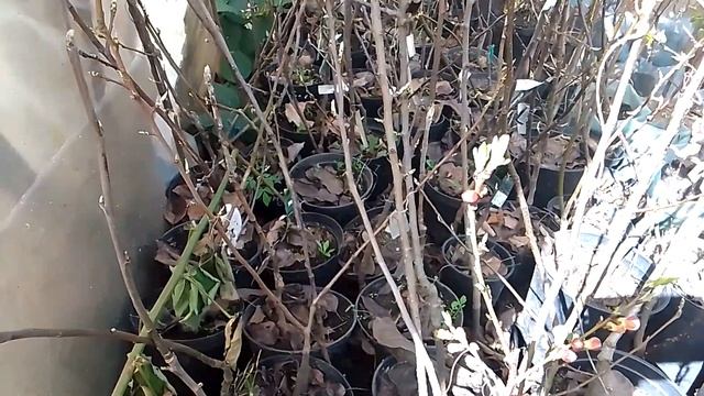 Для местного рынка продаю с закрытой корневой смотреть онлайн