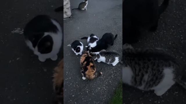 Каждая миска еды – шанс на новую жизнь для бездомного друга! смотреть онлайн