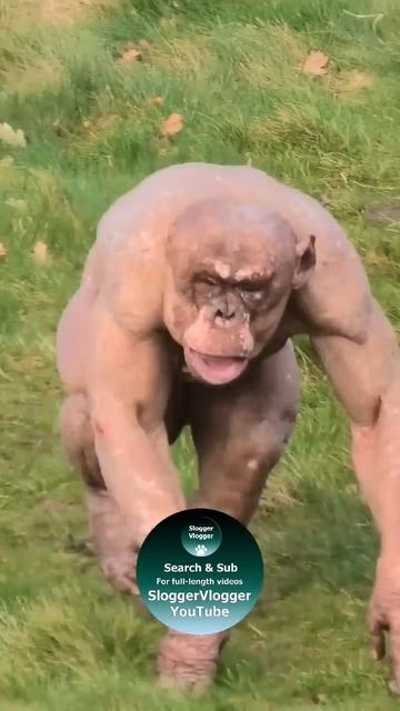 #Hairlesschimp Jambo #shorts #shortsviral смотреть онлайн