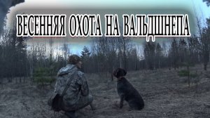 Охота на вальдшнепа весной