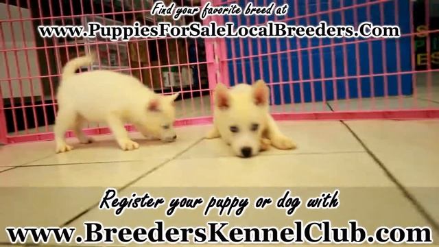 WHITE SIBERIAN HUSKY PUPPIES FOR SALE GEORGIA LOCAL BREEDERS, NEAR ATLANTA, GA смотреть онлайн