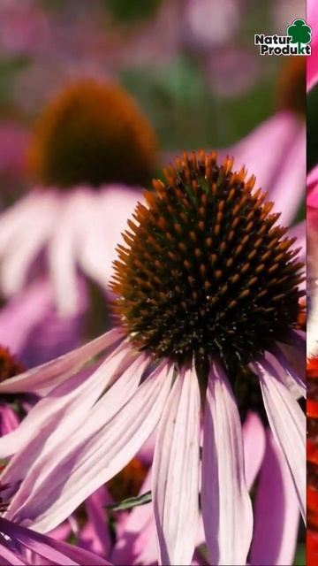 Naturprodukt #echinacea #imunita смотреть онлайн