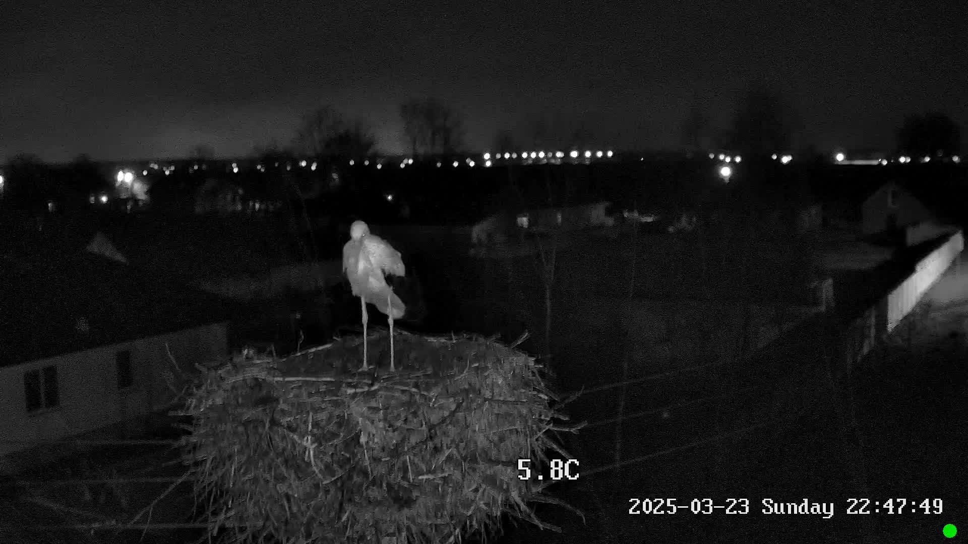 🔴LIVE🔴 Брестский аист, Онлайн гнездо аиста