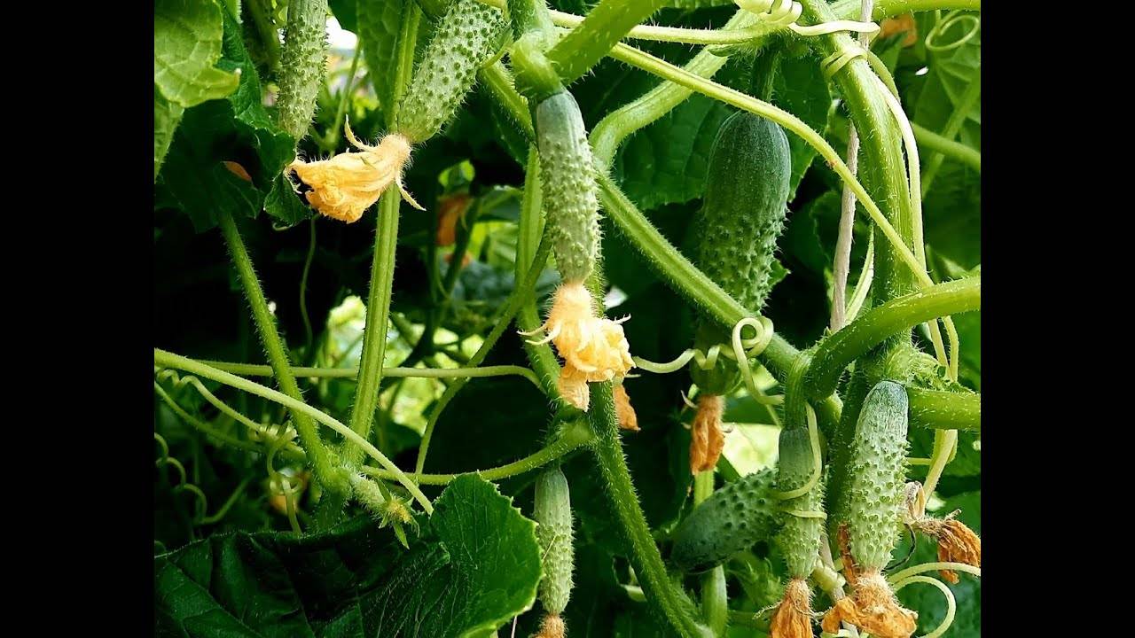 Зная эти СЕКРЕТЫ РАССАДА ОГУРЦОВ всегда вырастет КРЕПКОЙ и ЗДОРОВОЙ смотреть онлайн