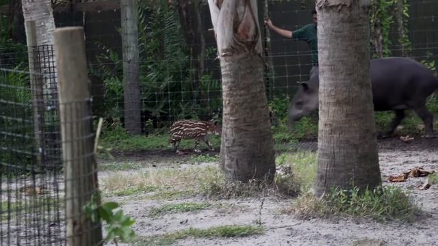 Meet Our New Tapir Calf! смотреть онлайн