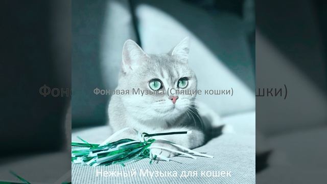 Звуки (Котята)