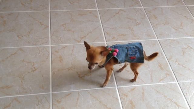 C'est mon petit DREAM. Моя маленькая собачка My little chiwawa смотреть онлайн