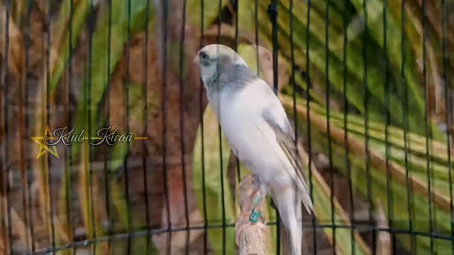 kenari isian blackthroat dan sanger 91 смотреть онлайн