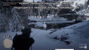 Показываю где найти Арабскую лошадь в RDR 2