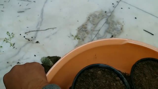 Succulents Repotting || Essentials Of Life || 16 January 2018 смотреть онлайн