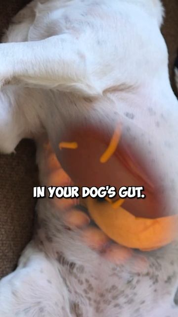 Your Dog’s Teeth Can Say A LOT About Their Health - 3 Things To Watch Out For! #shorts смотреть онлайн