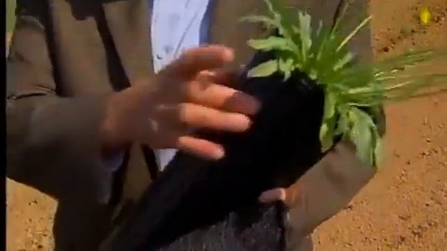 DANDELIONS INTO RUBBER FOR TIRES смотреть онлайн