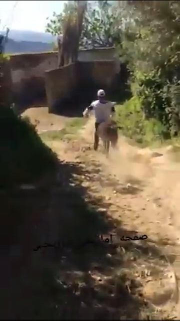 Donky ride to you смотреть онлайн