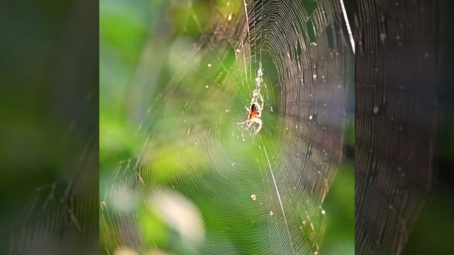 Уединённое местечко на берегу водохранилища в Воронеже. смотреть онлайн