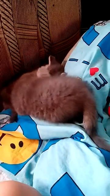 Котята авито смотреть онлайн