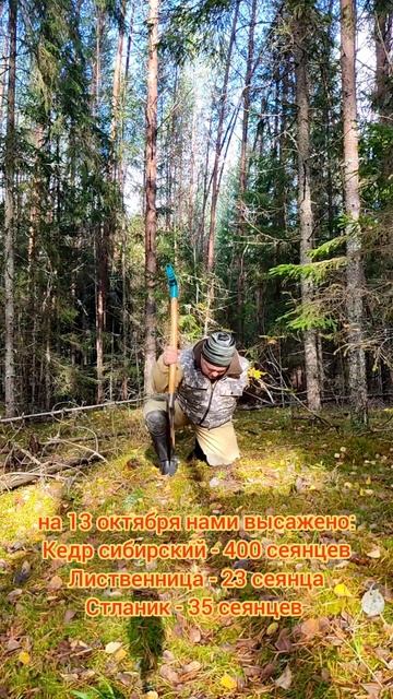 Восьмая партия посадки сосны кедровой🌲 в лесу на Вологодчине от семьи Мачневых. Октябрь 2️⃣0️⃣2️⃣3️ смотреть онлайн