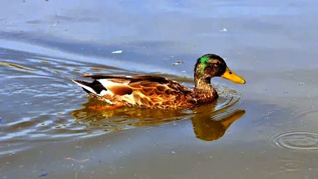 Звуки утки Кряквы. Звуки природы смотреть онлайн