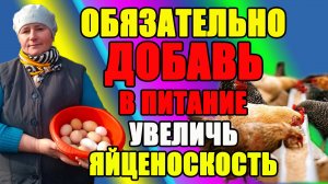 Обязательной ДАЙТЕ это курам, ПОВЫСЬТЕ яйценоскость.