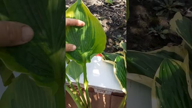 Новые Хосты. Посылка смотреть онлайн