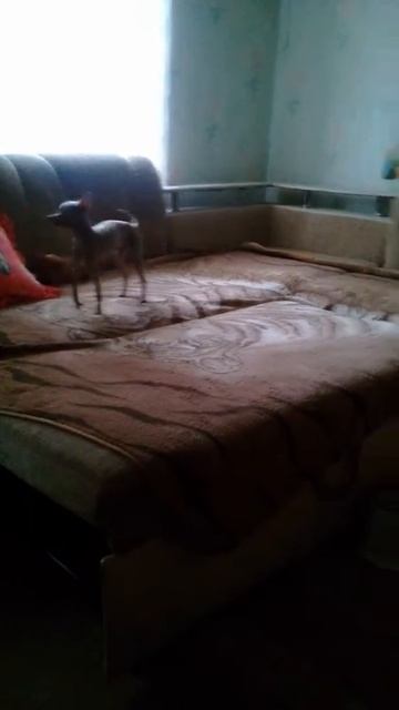 щенок той-терьер девочка 3м смотреть онлайн