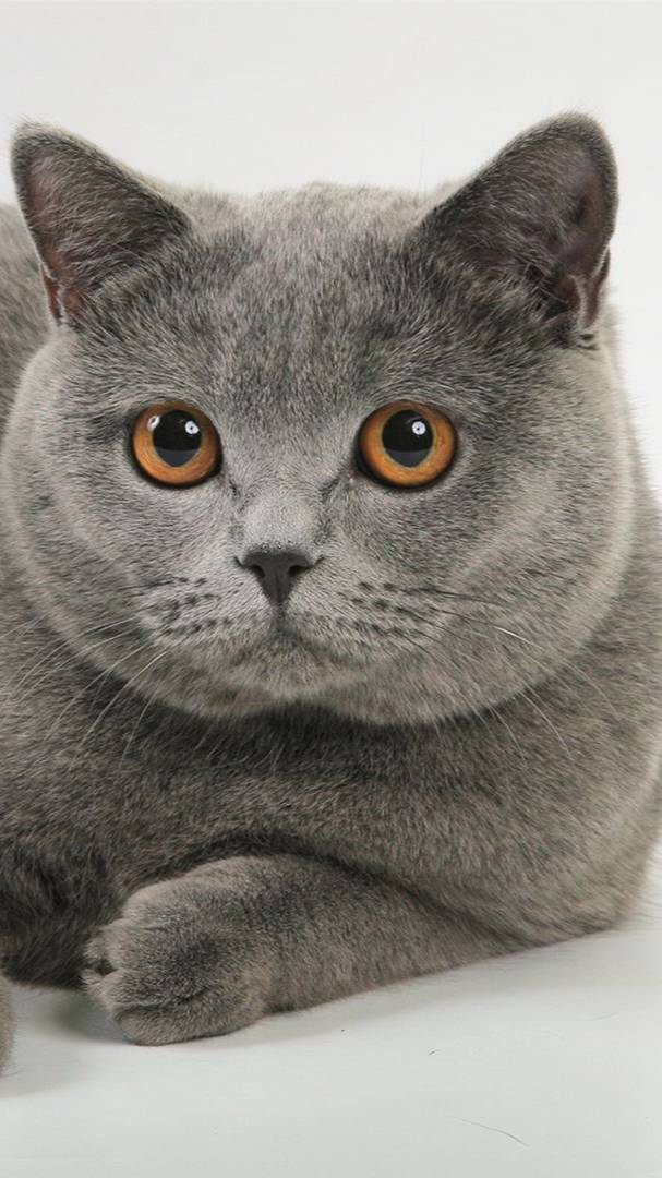 🟣Мой котик Техен сейчас🟣