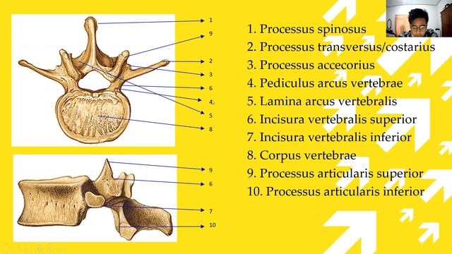 Nama Bagian Tulang Pada Lumbal-B-176-2021 смотреть онлайн