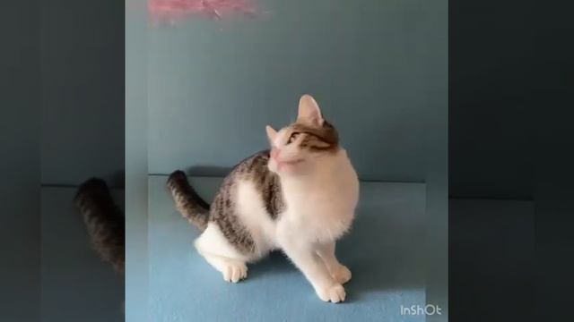 Michiko.ru | Кот Мирон ищет дом. Отдаем бесплатно. Кошки в дар в добрые руки. смотреть онлайн