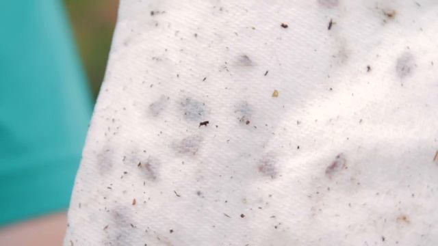 Lilies & More : How to Plant Oriental Lilies by Seeds