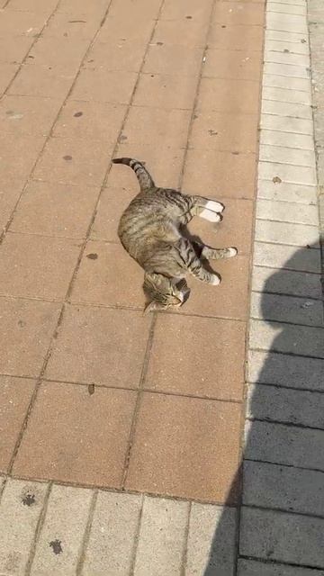 Смешной Кот кувыркается на спине 😹 Funny cute cat roll on back 😻 Gato gracioso 面白い猫 Kucing lucu 面白い смотреть онлайн