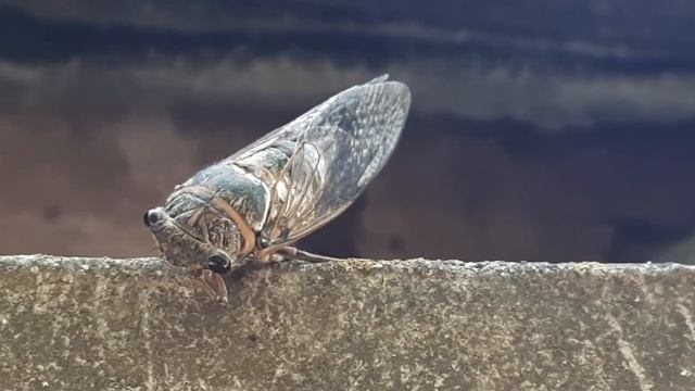 Цикада смотреть онлайн