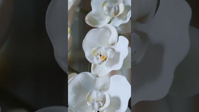 Video 2 + 4 смотреть онлайн