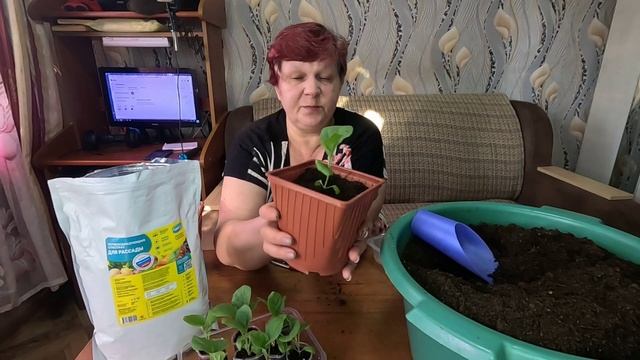 Правильная пересадка Баклажан без повреждения корней!! смотреть онлайн