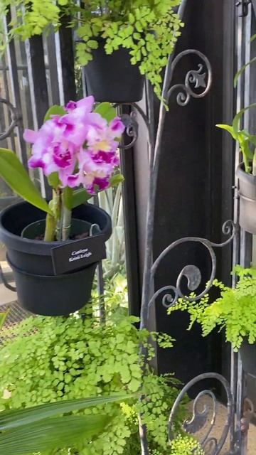 Longwood Gardens in Spring смотреть онлайн