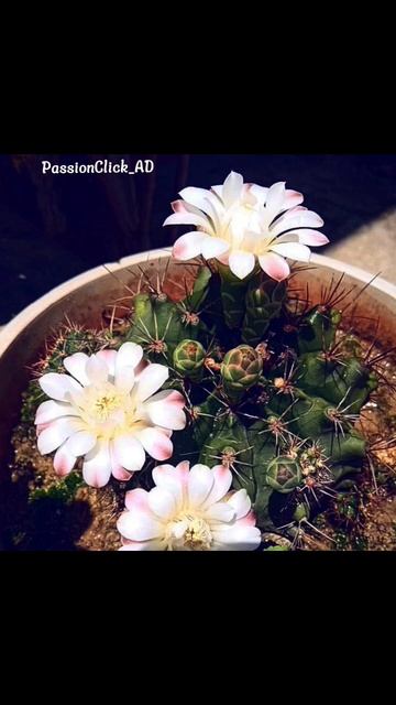 Moon cactus 🌵Cactus Flower 🌸#passionclick_ad #nature#photography #cactus #cactuslover #cactusflower смотреть онлайн