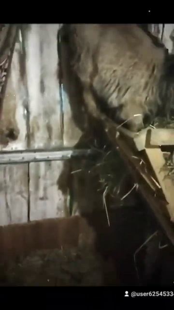 Кто так ест только мои козы.🤠😃 смотреть онлайн