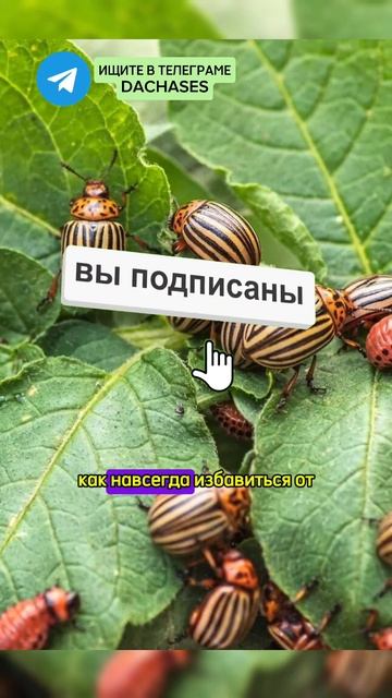 Как навсегда избавиться от колорадского жука без труда #дача #сад #огород #вредители #колорадскийжу смотреть онлайн