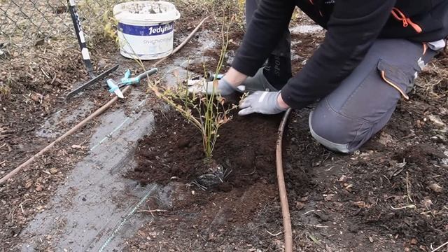 Borówka amerykańska wszystko o uprawie смотреть онлайн