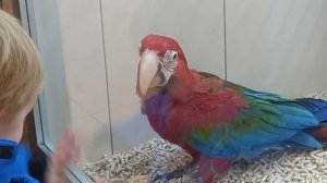 Попугай АРА и другие.