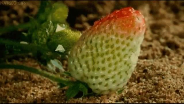 "Земляничные поляны" поёт М. Зорина (Мельник) смотреть онлайн