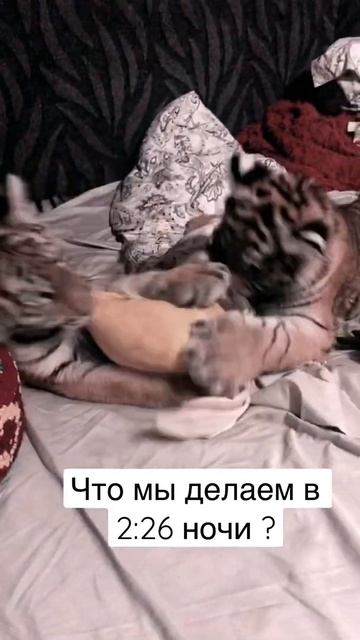 Ночные Тыгидыки Тигрят !/crazy tigers Cubs смотреть онлайн