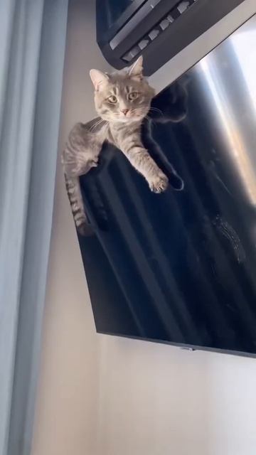 Что делает кот, когда остался один дома 🙀 #shorts #кот #котики #кошки смотреть онлайн