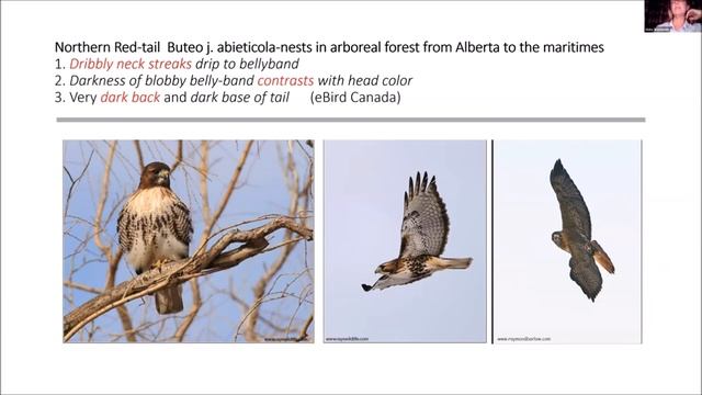 DBC Meeting: Greene Valley Hawkwatch + Raptor ID with Vicky Sroczynski and Bob Fisher смотреть онлайн