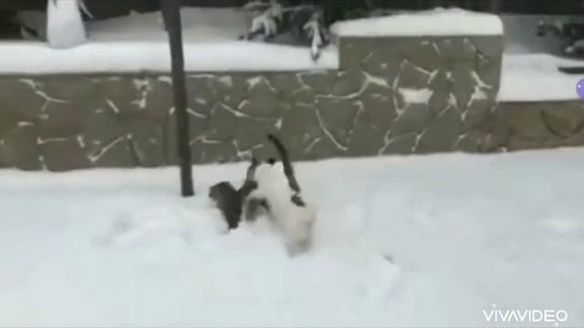 Джек Рассел, ржака смотреть онлайн